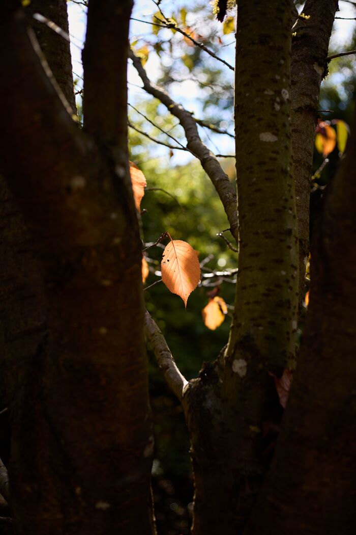 Sunlit autumn leaves between dark tree trunks