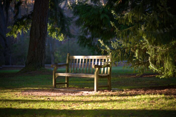 Wooden park bench in dappled light beneath tall evergreens