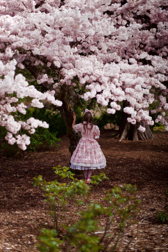Girl in a pink dress beneath a blooming cherry tree